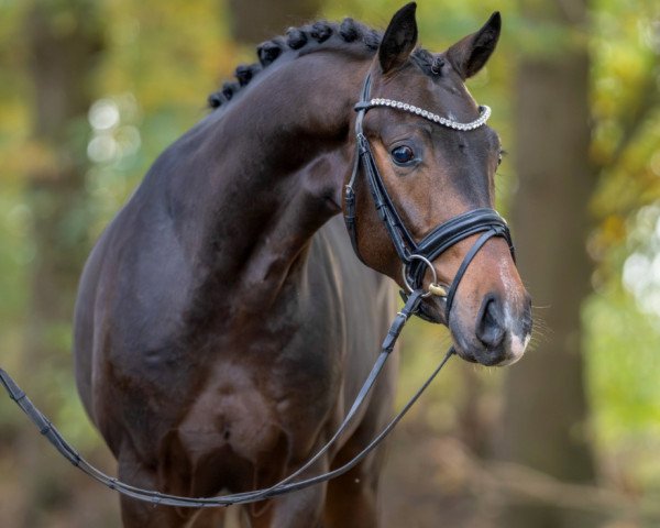 dressage horse Rudolf (KWPN (Royal Dutch Sporthorse), 2021, from Sir Donnerhall I)