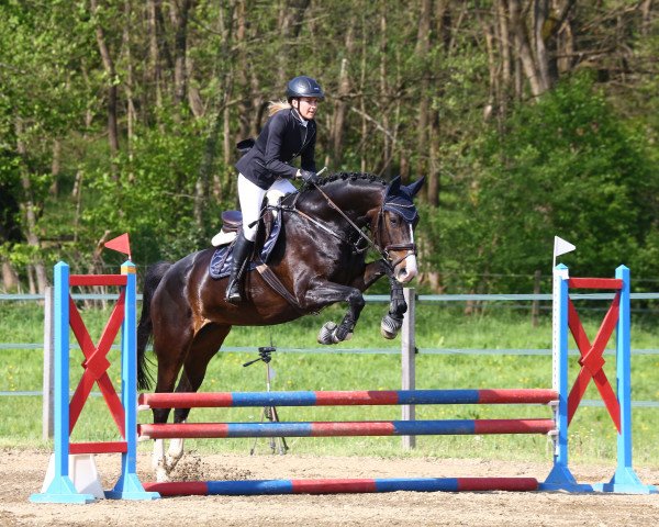 dressage horse Pannon Royal Quintera (Hungarian Warmblood, 2016, from Rascalino)