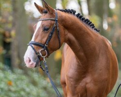 jumper Lord Larimar MW (German Sport Horse, 2021, from Light On OLD)