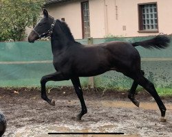 dressage horse Fynch Hatton`s Seven MT (German Sport Horse, 2023, from Fynch Hatton)