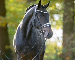 dressage horse Rock Me (Hanoverian, 2021, from Rockabye S)