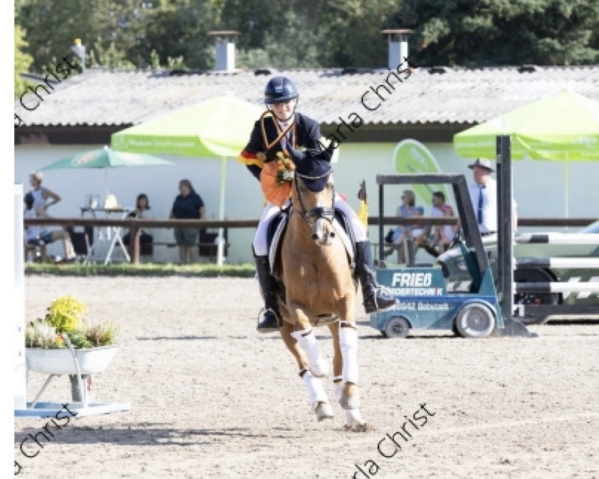 stallion Steendiek's Commander (German Riding Pony, 2014, from Steendieks Commender Bond)
