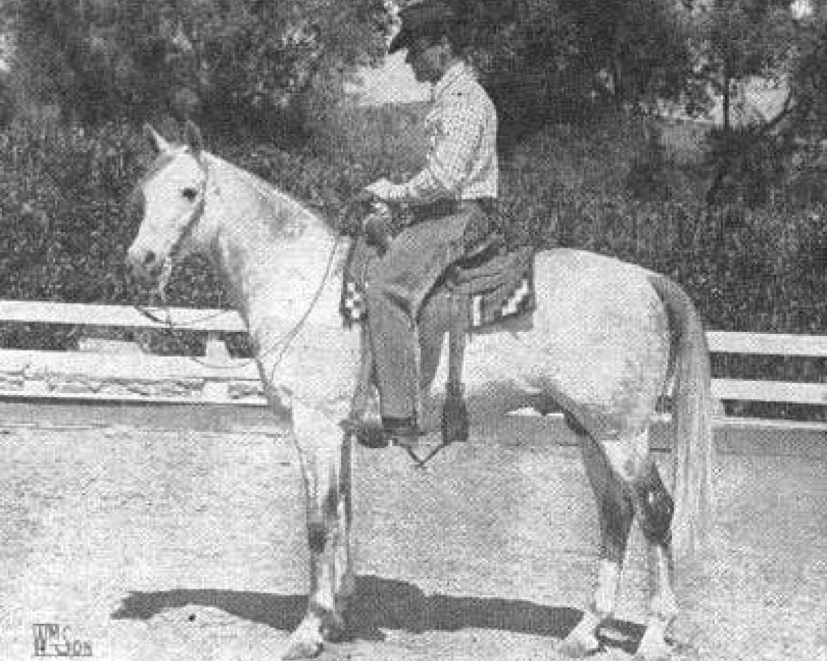 stallion Courier ox (Arabian purebred, 1947, from Raseyn 1923 ox)