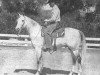 stallion Courier ox (Arabian thoroughbred, 1947, from Raseyn 1923 ox)