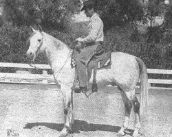 stallion Courier ox (Arabian thoroughbred, 1947, from Raseyn 1923 ox)