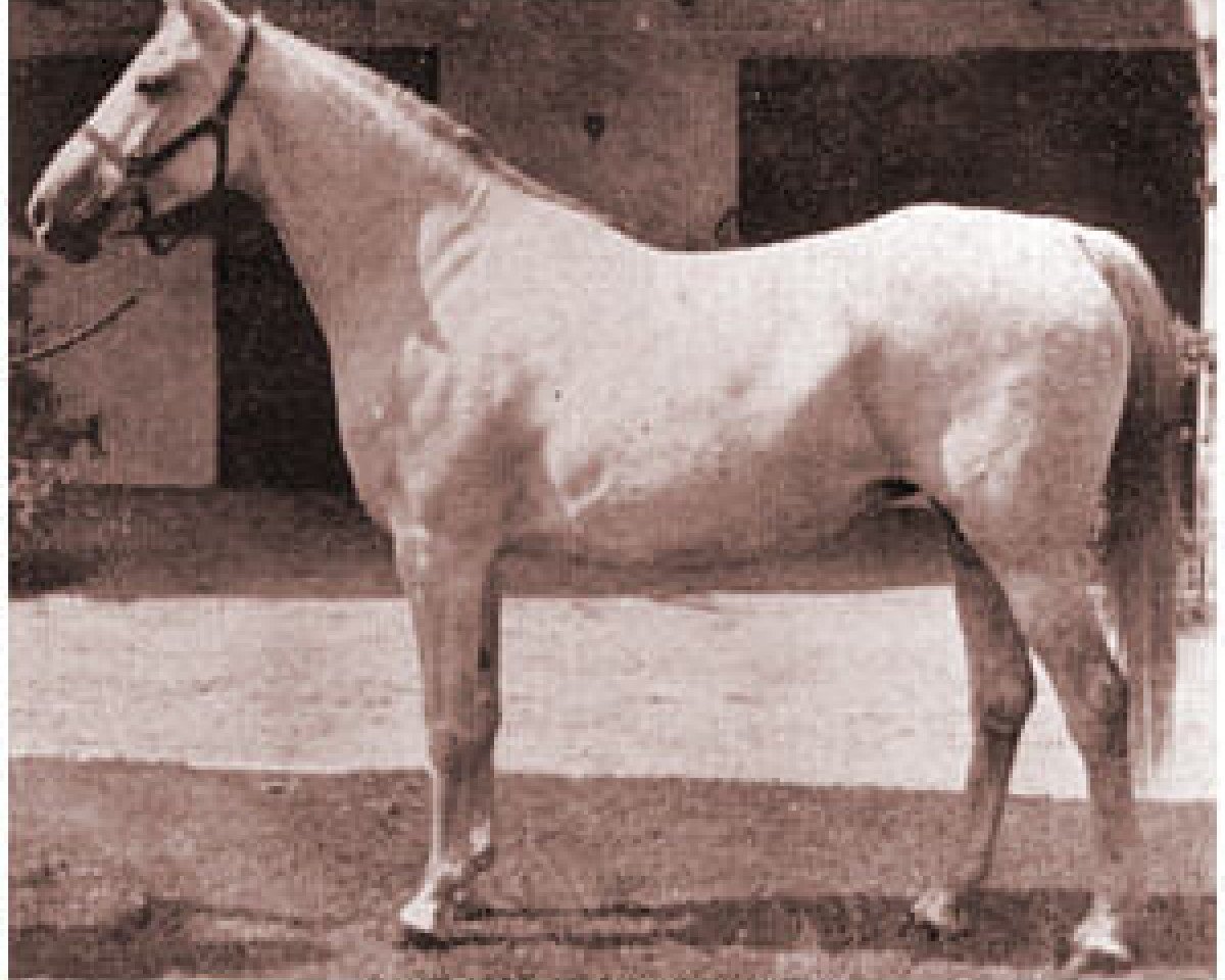 broodmare Sheherzade ox (Arabian purebred, 1934, from Joon ox)