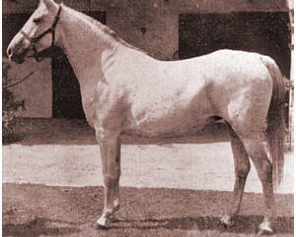 broodmare Sheherzade ox (Arabian thoroughbred, 1934, from Joon ox)