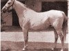 broodmare Sheherzade ox (Arabian thoroughbred, 1934, from Joon ox)