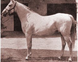 broodmare Sheherzade ox (Arabian thoroughbred, 1934, from Joon ox)