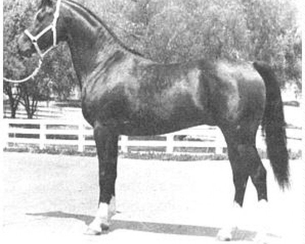 horse Farlowa ox (Arabian thoroughbred, 1953, from Abu Farwa 1940 ox)
