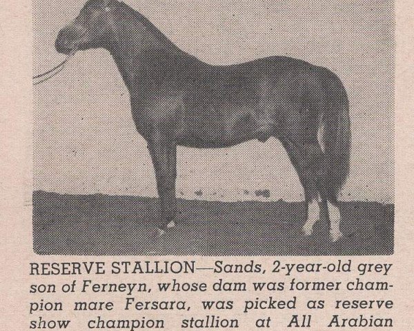 stallion Sands ox (Arabian thoroughbred, 1955, from Ferneyn ox)