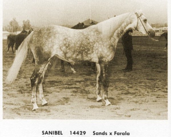 Zuchtstute Sanibel ox (Vollblutaraber, 1959, von Sands ox)