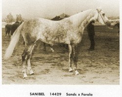 broodmare Sanibel ox (Arabian thoroughbred, 1959, from Sands ox)