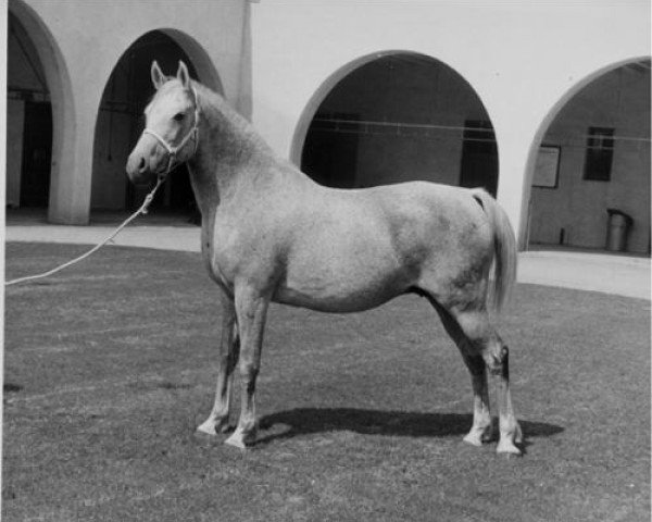 broodmare Farala ox (Arabian thoroughbred, 1948, from Farana 1929 EAO)