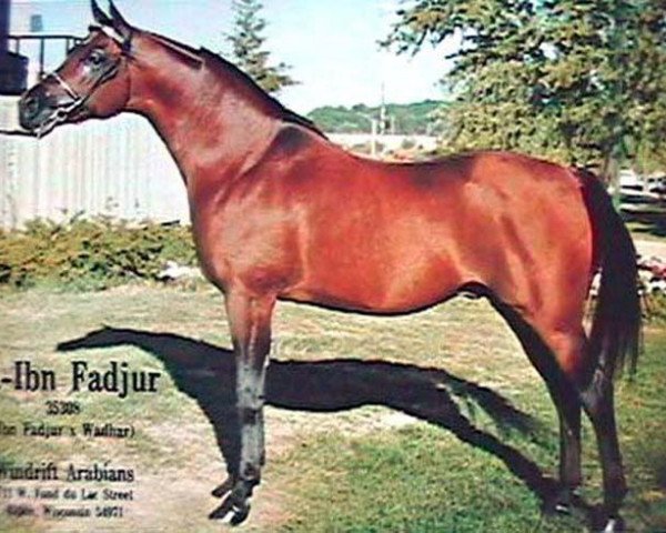 stallion Na Ibn Fadjur ox (Arabian thoroughbred, 1966, from Ibn Fadjur ox)