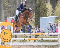 jumper Karina B (German Sport Horse, 2015, from Korano B)