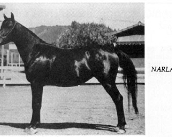 broodmare Narlah ox (Arabian thoroughbred, 1932, from Narkhaleb ox)