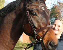 jumper Corona S 4 (Zangersheide riding horse, 2017, from Corico Z)