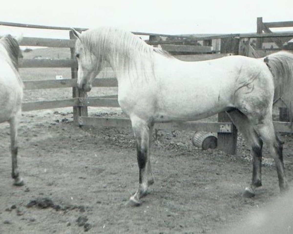 stallion Sureyn ox (Arabian purebred, 1940, from Raseyn 1923 ox)