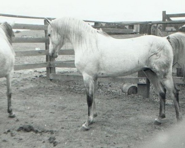 Deckhengst Sureyn ox (Vollblutaraber, 1940, von Raseyn 1923 ox)