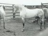 stallion Sureyn ox (Arabian thoroughbred, 1940, from Raseyn 1923 ox)