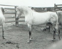 stallion Sureyn ox (Arabian thoroughbred, 1940, from Raseyn 1923 ox)