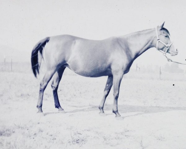Zuchtstute Wierna ox (Vollblutaraber, 1938, von Ofir 1933 ox)