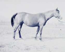 broodmare Wierna ox (Arabian thoroughbred, 1938, from Ofir 1933 ox)