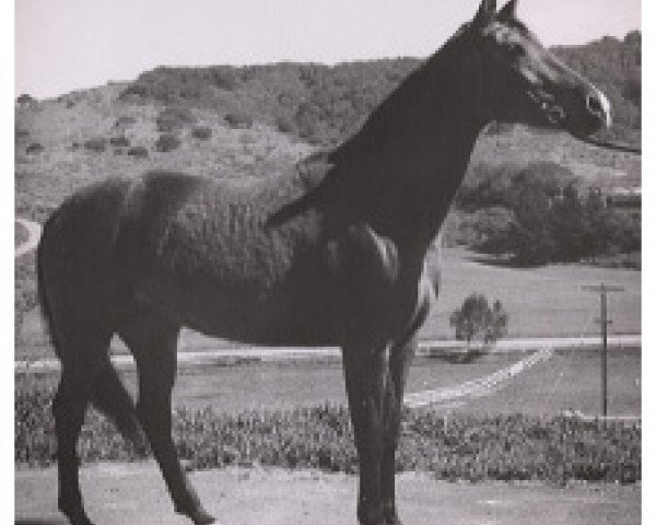 broodmare Ostroga ox (Arabian thoroughbred, 1956, from Duch ox)