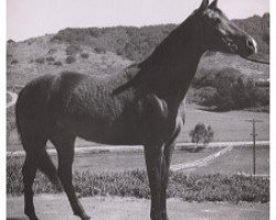 Zuchtstute Ostroga ox (Vollblutaraber, 1956, von Duch ox)