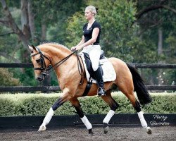 Deckhengst Cheval de Luxe (Deutsches Reitpony, 2004, von FS Champion de Luxe)