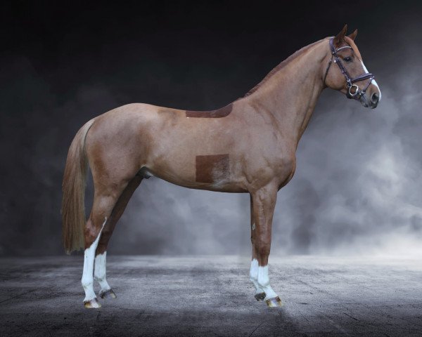 stallion Zeeland TF (Westphalian, 2019, from Zinedine)