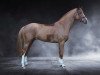 stallion Zeeland TF (Westphalian, 2019, from Zinedine)