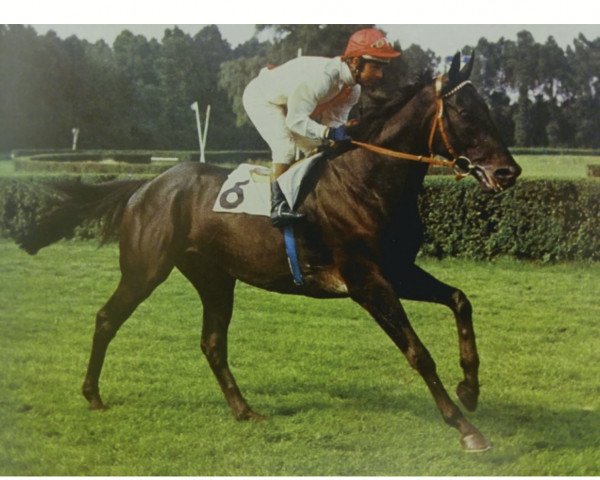 stallion Tarim xx (Thoroughbred, 1969, from Tudor Melody xx)