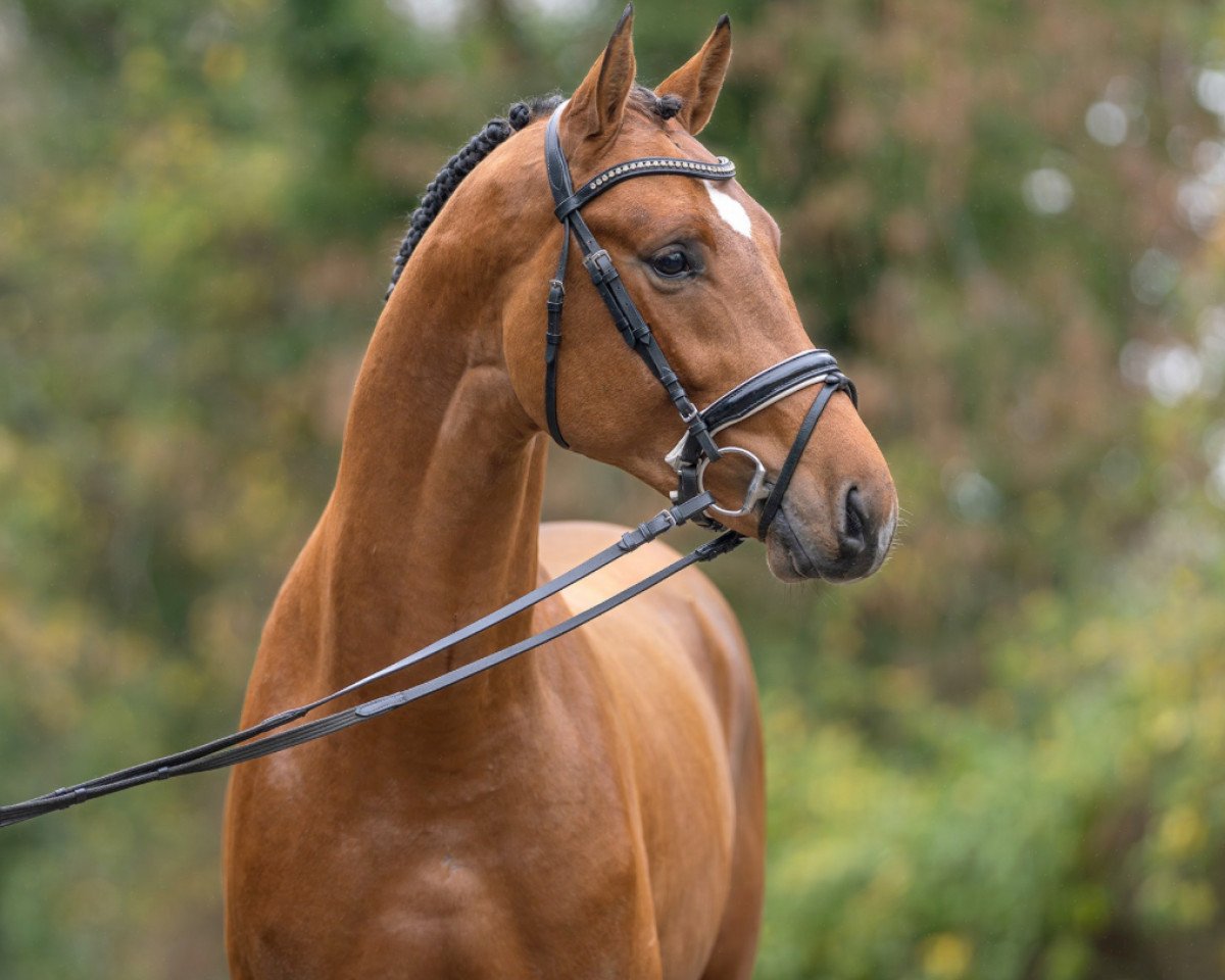 Springpferd Hengst von Sandro Junior / Luxius (Oldenburger Springpferd, 2021, von Sandro Junior)