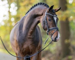 dressage horse Hengst von Fürst Belissaro / Conteur (Hanoverian, 2021, from Fürst Belissaro)