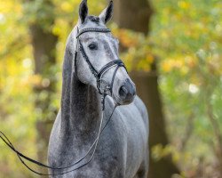 Springpferd Zinimini Blue (Oldenburger Springpferd, 2021, von Zirocco Blue)