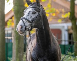 jumper Hengst von Condoctro / Christ (German Sport Horse, 2021, from Condoctro 3)