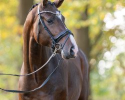 jumper Hengst von For Planet / Lucky Champ (Oldenburg show jumper, 2021, from For Planet)