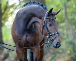 dressage horse Zackham (Hanoverian, 2021, from Blue Hors Zackerey)