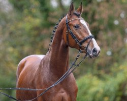 jumper Hengst von Chacfly PS / Quintender (Oldenburg show jumper, 2021, from Chacfly PS)