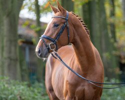 jumper Dimento MW (German Sport Horse, 2021, from Diamant de Semilly)