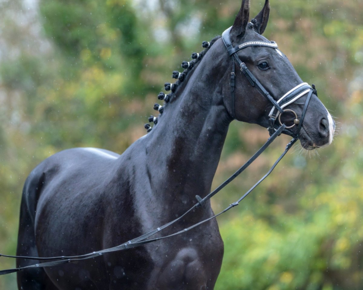dressage horse Du Nord (Oldenburg, 2021, from Danciero 7)