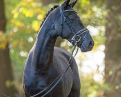 dressage horse Interstellar (Hanoverian, 2021, from In My Mind NRW)