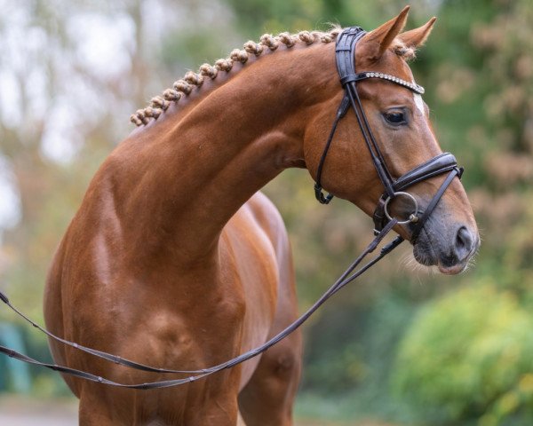 dressage horse Hengst von Millennium Star / Dramatiker (Mecklenburg, 2021, from Millennium Star 2)