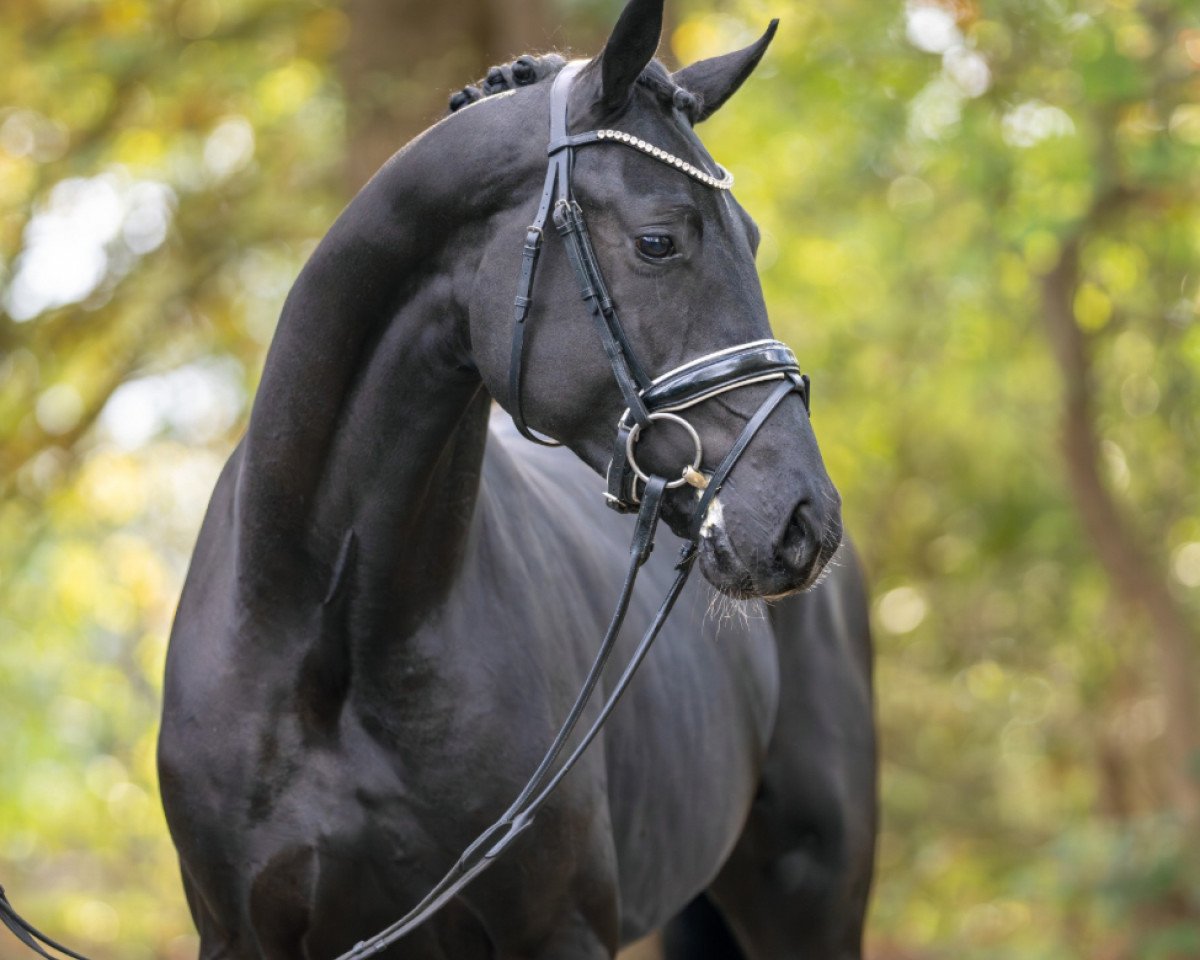 dressage horse Fürst Fantomas von Bellin (Oldenburg, 2021, from For Romance I)
