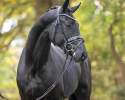 dressage horse Fürst Fantomas von Bellin (Oldenburg, 2021, from For Romance I)