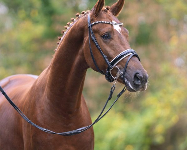 dressage horse Tiago (Hanoverian, 2021, from Glock's Toto Jr.)