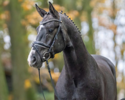 dressage horse Bondolo (Oldenburg, 2021, from Bonds)