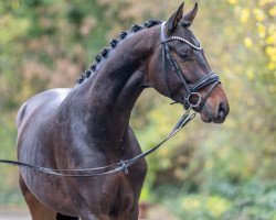 dressage horse Maracadeau (Mecklenburg, 2020, from Maracana)